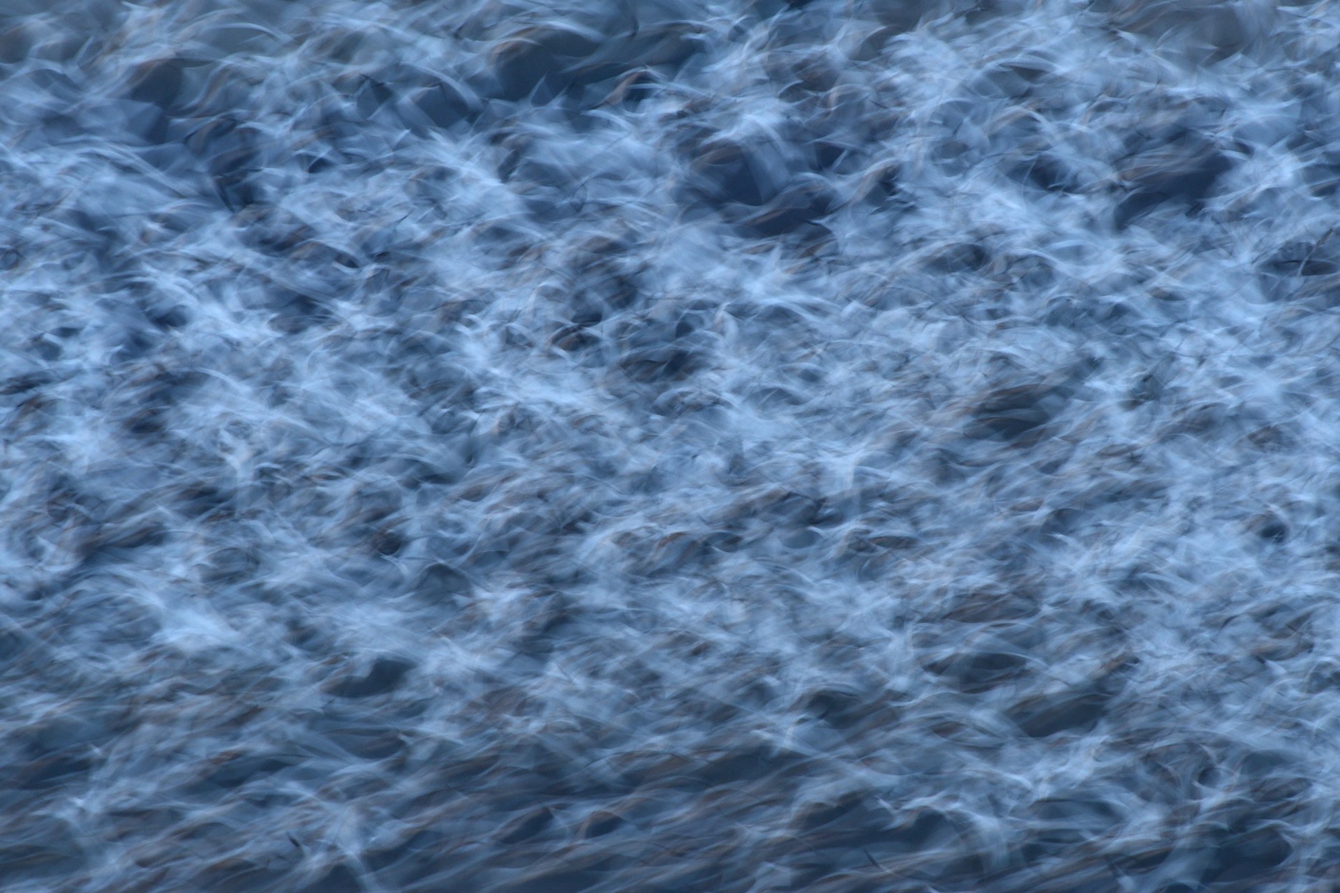 Snow Geese